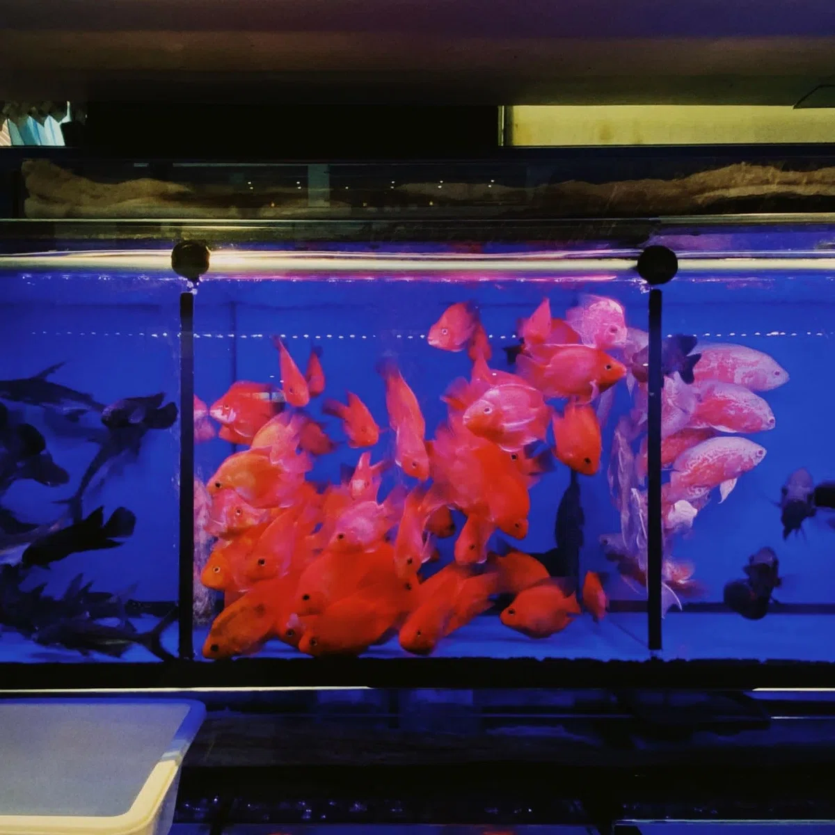 QUARKZMAN 4Pz Divisori per Acquario 30x30 Cm Griglia Filtro Divisore Nero