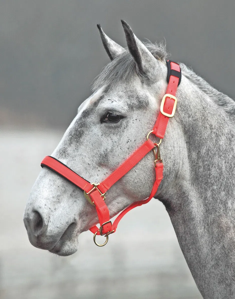 Shires 387 topazio cavezza nylon, Orange