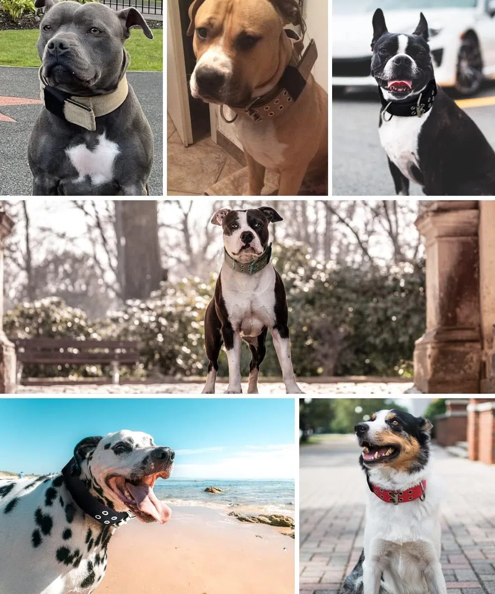 Collare per cani di taglia grande, nero resistente, per cani di razza Gint, largo 5,1 cm con manico, in nylon resistente e hardware inossidabile, ottima scelta per cani di taglia grande 55,9-68,6 cm