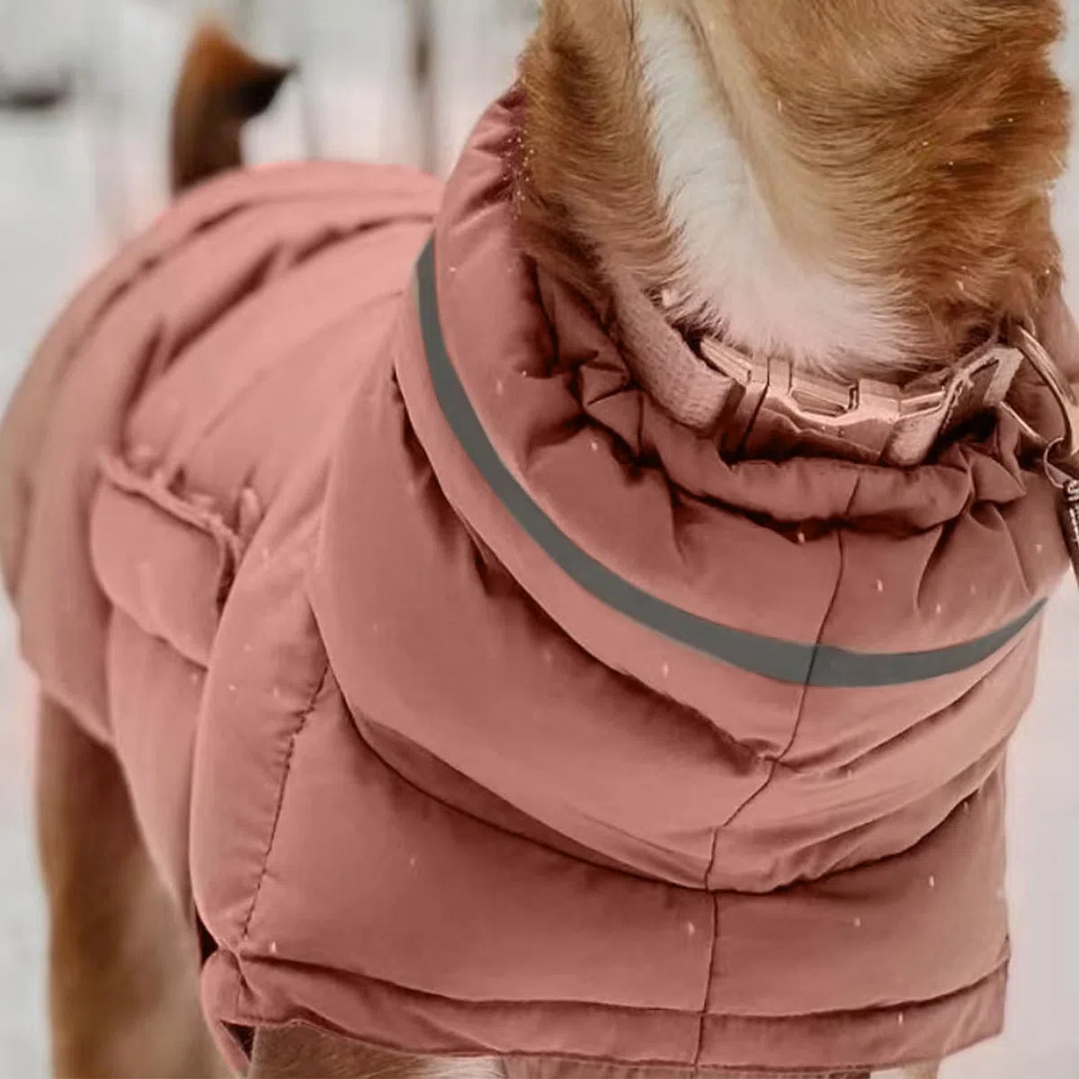 Cappotto invernale per cani Abbigliamento per il freddo