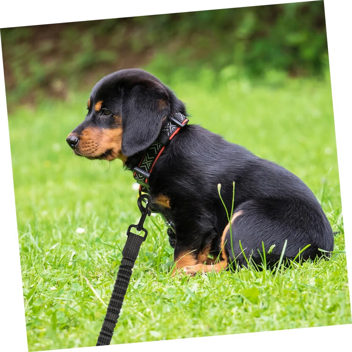 3 Guinzaglio Riflettente per Design Elasticizzato Guinzaglio per Passeggiate Sicure e Adatto per Attività All con Animali Domestici