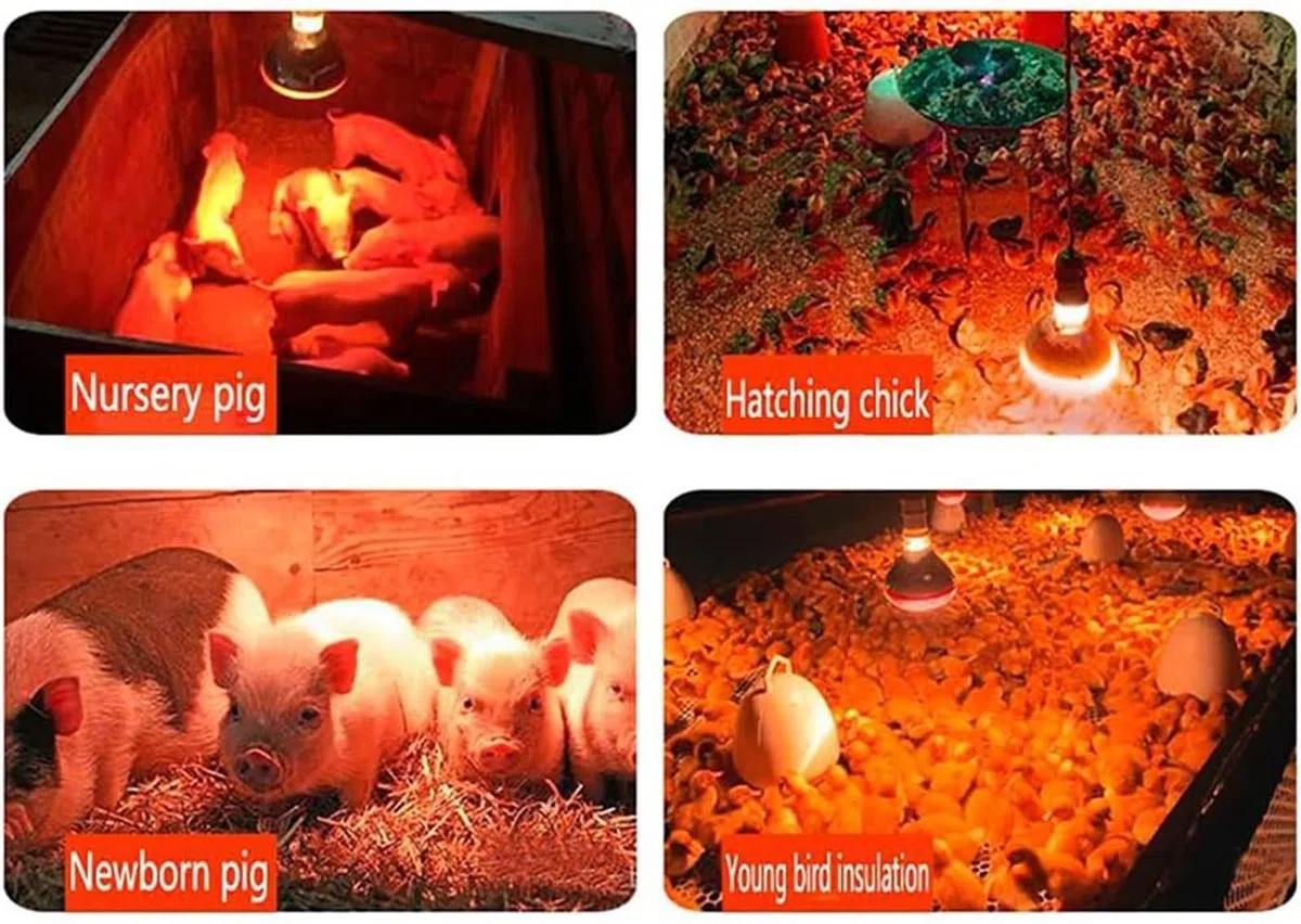 Lampada Di Calore A Infrarossi, Lampada Di Calore A Infrarossi Da 2 Pezzi for Polli, Lampadina Di Calore A Infrarossi Spessa for Maiale Suinetto Allevatrice for Animali Domestici Pollaio Anatra, Lampa