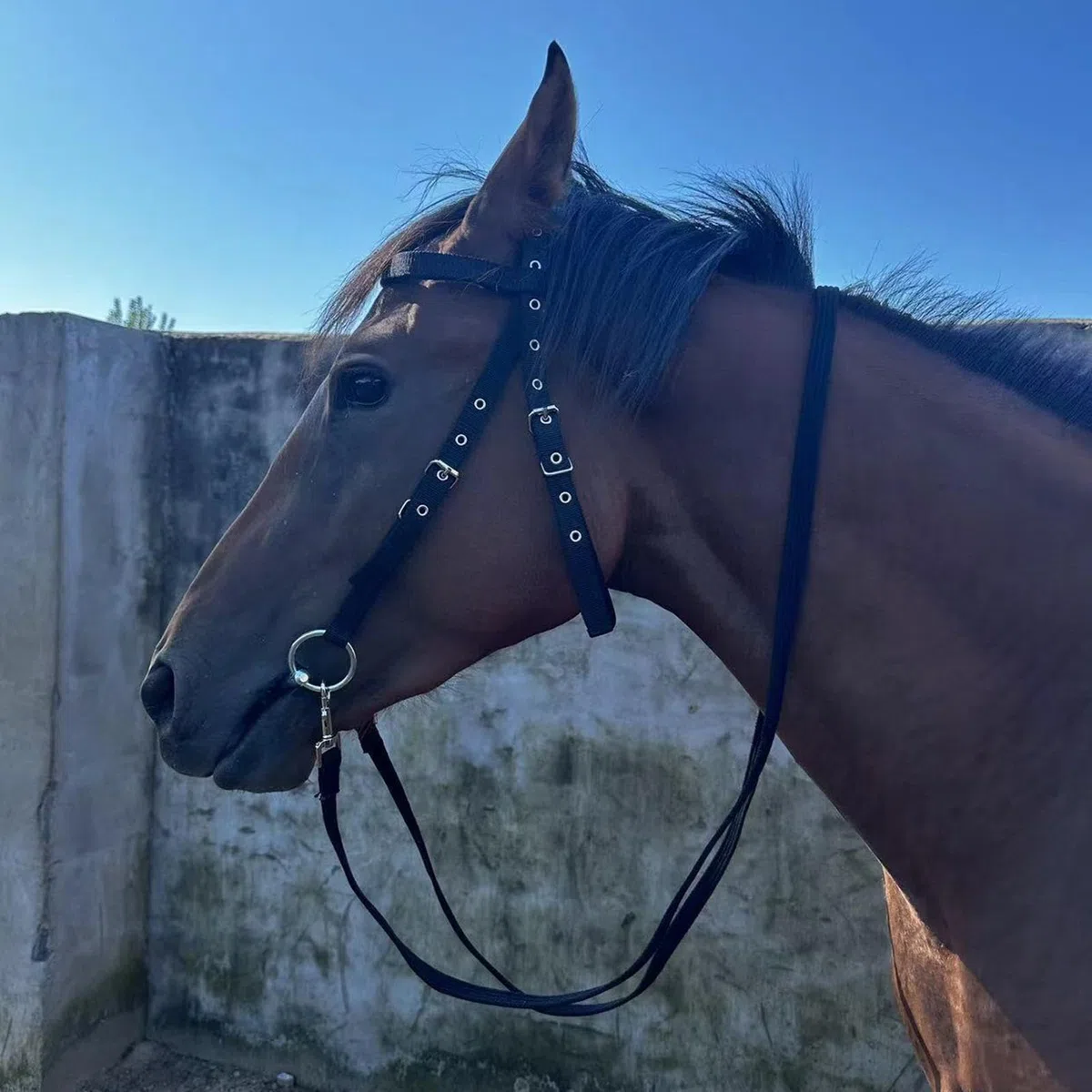 Cavezza per cavallo con fibbia, briglia da allenamento per cavalli, corda regolabile con 3 fibbie, cinghia con chiusura a gola, per appassionati di equitazione che riducono l'attrito