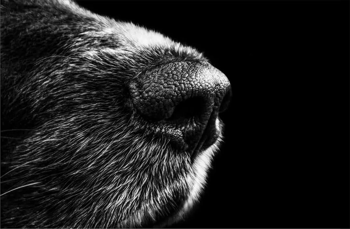 URBAN DOG PURIFY Mud Fango per Cani 500 ml – Trattamento Purificante e Seboregolatore per Cute e Pelo Grasso, Rigenerante per Manto Spento e Appesantito
