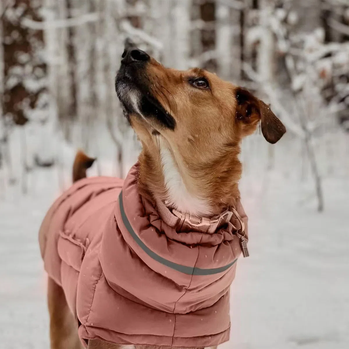 Cappotto invernale per cani Abbigliamento per il freddo